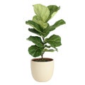 Fiddle Leaf Fig In Pot Isolated On White Background Royalty Free Stock Photo