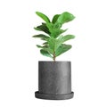 Fiddle-Leaf Fig Tree in Black Terrazzo Pot Isolated on White Background with Clipping Path