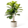 Fiddle leaf fig tree concept isolated Royalty Free Stock Photo