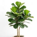 Fiddle leaf fig tree concept isolated Royalty Free Stock Photo