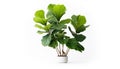 Fiddle Leaf Fig tree with its large glossy leaves