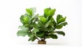 A Fiddle Leaf Fig tree with its large glossy leaves isolated, white background Royalty Free Stock Photo