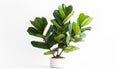 A Fiddle Leaf Fig tree with its large glossy leaves isolated, white background Royalty Free Stock Photo