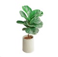 Fiddle leaf fig tree on white background