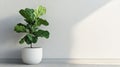 Fiddle Leaf Fig in White Pot Against Gray Wall Royalty Free Stock Photo