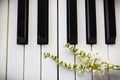 Fiddle Wood flower on piano key. Royalty Free Stock Photo