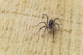 Fiddleback spider, Violin spider or Brown hermit spider Loxosceles reclusa. Poisonous arthropod on a wooden surface.