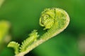 Fiddlehead fern Royalty Free Stock Photo