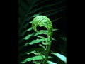 Fiddlehead fern closeup Royalty Free Stock Photo