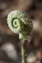 Fiddlehead Fern Royalty Free Stock Photo