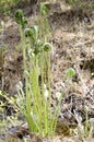 Fiddlehead Fern Royalty Free Stock Photo