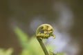 Fiddlehead fern isolated on a nature background are commonly seen on sides of freshwater river sources that are consumed as food Royalty Free Stock Photo