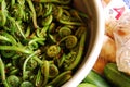 Fiddlehead ferns Royalty Free Stock Photo