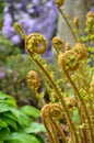 Fiddlehead ferns Royalty Free Stock Photo