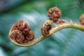 Fiddlehead ferns curled up in a garden Royalty Free Stock Photo