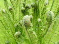 Fiddlehead ferns growing Royalty Free Stock Photo