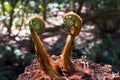 Fiddlehead Ferns Royalty Free Stock Photo