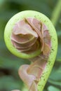 Fiddlehead of a giant fern Royalty Free Stock Photo