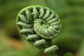 Fiddlehead Macro Royalty Free Stock Photo