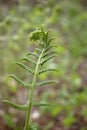 Fiddlehead Transformation into Fern