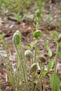 Fiddlehead Transformation into Fern