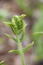 Fiddlehead Transformation into Fern