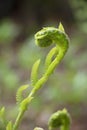 Fiddlehead Transformation into Fern