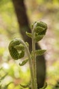 Fiddlehead Transformation into Fern