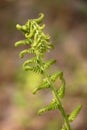 Fiddlehead Transformation into Fern