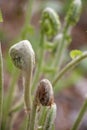 Fiddlehead Transformation into Fern