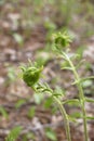 Fiddlehead Transformation into Fern