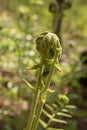 Fiddlehead Transformation into Fern