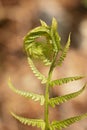 Fiddlehead Transformation into Fern