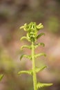 Fiddlehead Transformation into Fern