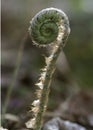 Fiddlehead1