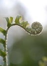 Fiddlehead2 Royalty Free Stock Photo