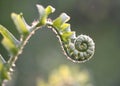 Fiddlehead3 Royalty Free Stock Photo