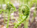 Fiddleheads