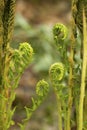 Fertile stalks of cinnamon fern in Newbury, New Hampshire. Royalty Free Stock Photo