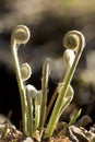 Fiddleheads of the cinnamon fern in spring, Valley Falls Park. Royalty Free Stock Photo