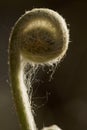 Fiddleheads of the cinnamon fern in spring, Valley Falls Park. Royalty Free Stock Photo