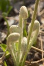 Fiddleheads of the cinnamon fern in spring, Valley Falls Park. Royalty Free Stock Photo