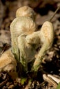 Fiddleheads of the cinnamon fern in spring, Valley Falls Park. Royalty Free Stock Photo