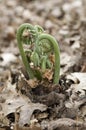 Fiddleheads emerging from earth through oak leaves Royalty Free Stock Photo