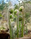 Fiddleheads emerging Royalty Free Stock Photo