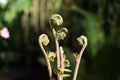 Fiddlehead fern Royalty Free Stock Photo