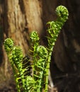 Fiddleheads Forest Royalty Free Stock Photo