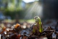 Fiddleheads Frame Right with Sunburst and Lens Flare Royalty Free Stock Photo