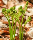 Fiddleheads at Spring Royalty Free Stock Photo