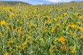 Fiddleneck Amsinckia tesselata wildflowers blooming on the hills, California